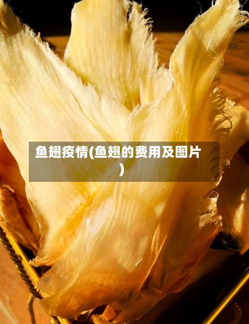 鱼翅疫情(鱼翅的费用及图片)