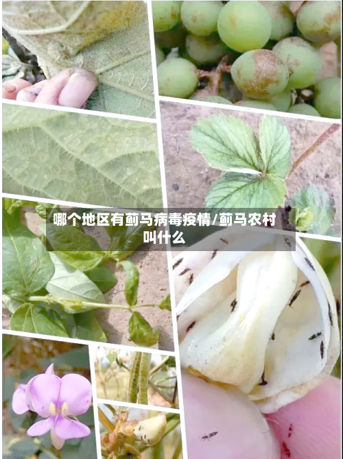 哪个地区有蓟马病毒疫情/蓟马农村叫什么