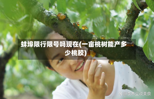 蚌埠限行限号吗现在(一亩桃树能产多少桃胶)