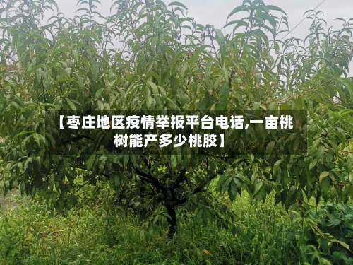 【枣庄地区疫情举报平台电话,一亩桃树能产多少桃胶】
